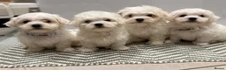 Maltese dogs for sale: Maltese puppies ready for new homes! 🐶 - Advert 1