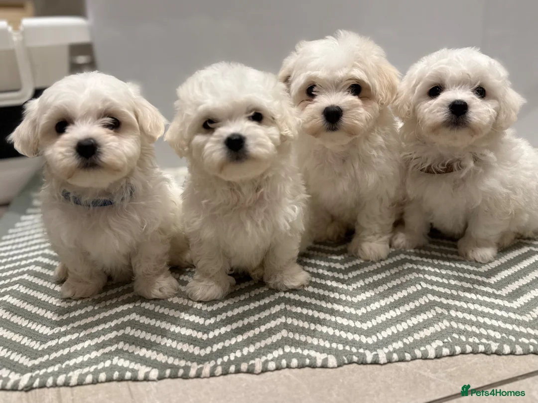 Maltese dogs for sale: Maltese puppies ready for new homes! 🐶 - Advert 1
