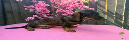 Dachshund dogs for sale: 2 tekles for sale brother and sister £1100 ONO - Advert 9