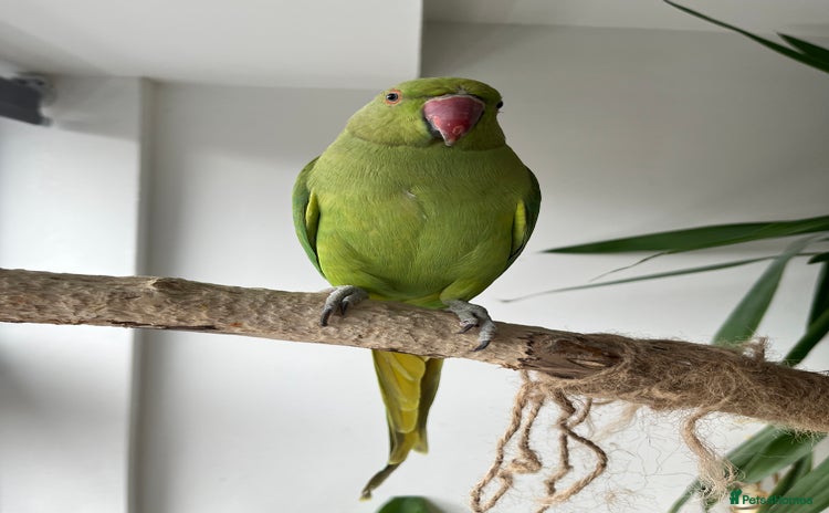 Ringnecks birds - Advert 1