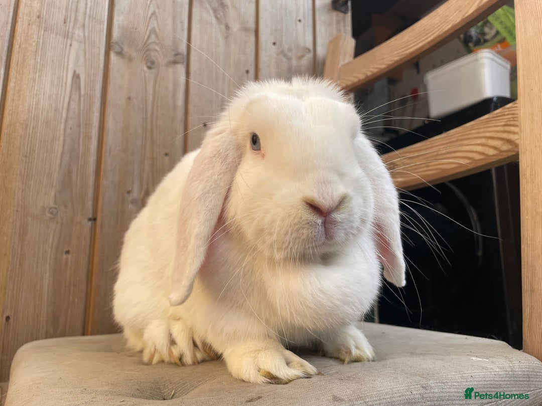 Mini Lop rabbits for sale: Mini Lop Does looking for their forever homes - Image 4