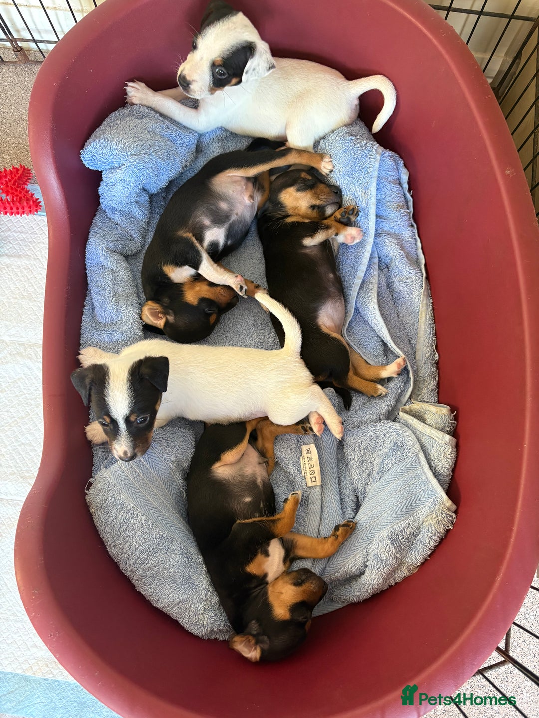 Jack Russell dogs for sale: Jack Russell puppies  - Image 9