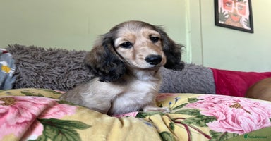 Miniature Dachshund dogs - Advert 8