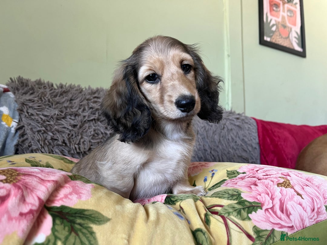 Miniature Dachshund dogs for sale: KCreg Mini Long Haired Dachshund LAST GIRL - Image 3