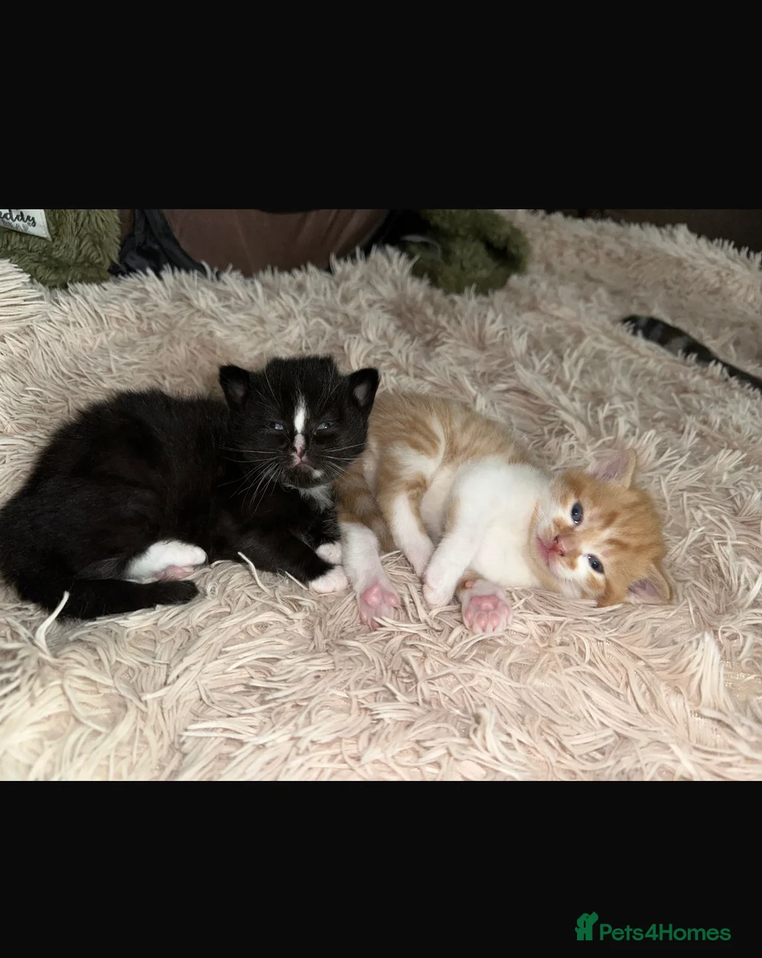 Mixed Breed cats for sale: beautiful mixed babies - Advert 3