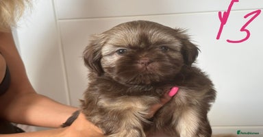 Shih Tzu dogs - Advert 16