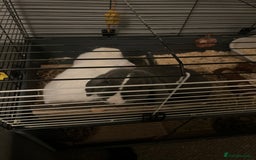 English Lop rabbits for sale: Male and Female rabbit  - Image 5