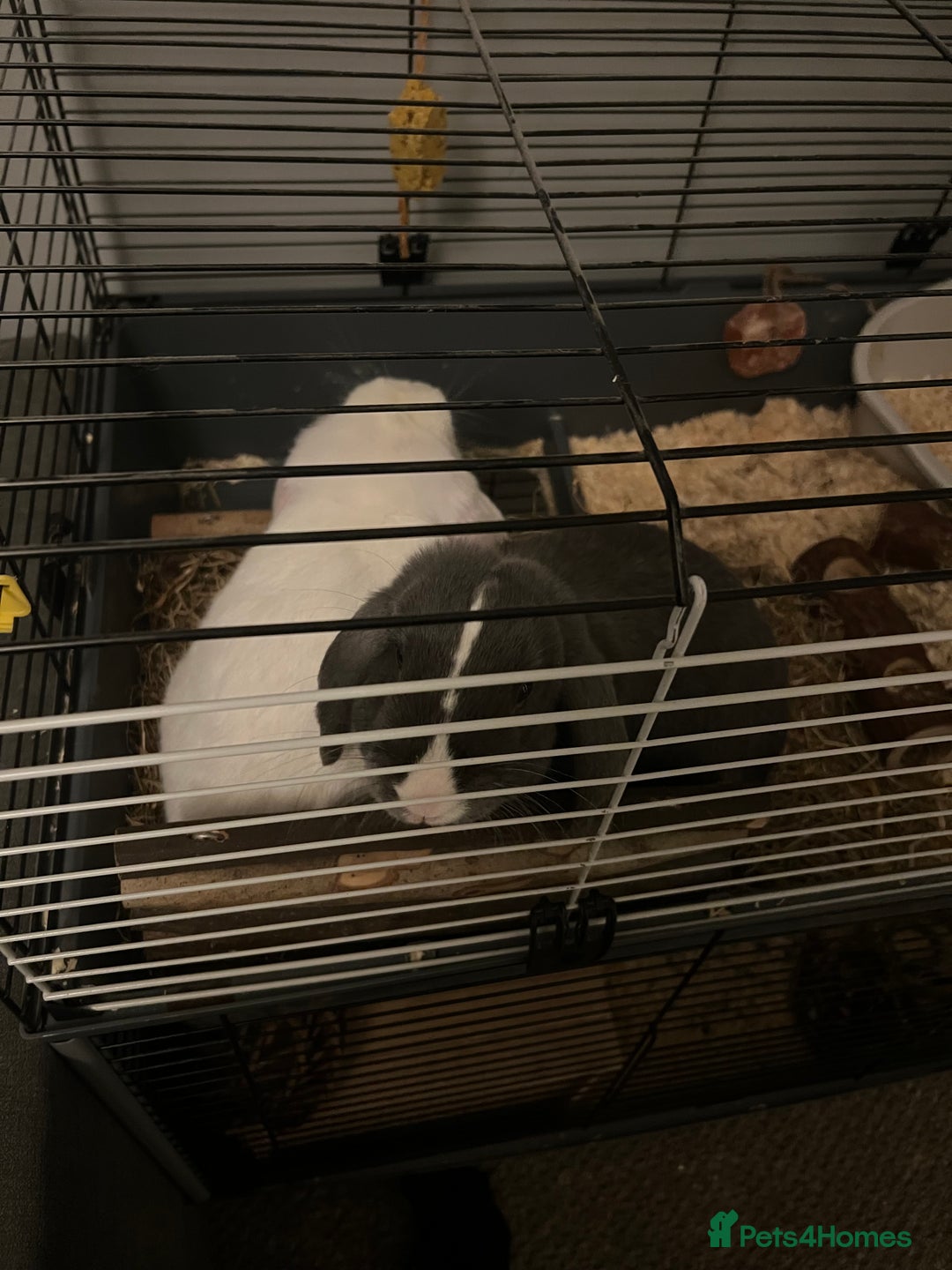 English Lop rabbits for sale: Male and Female rabbit  - Image 5