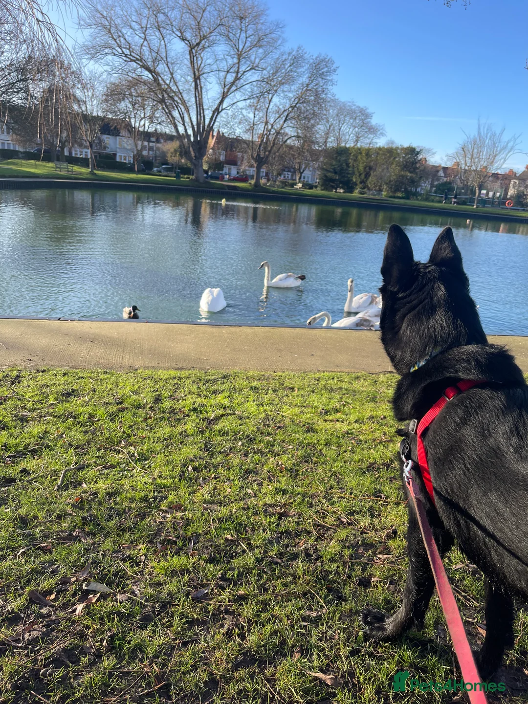 Mixed Breed dogs for sale: Shollie female  - Advert 9