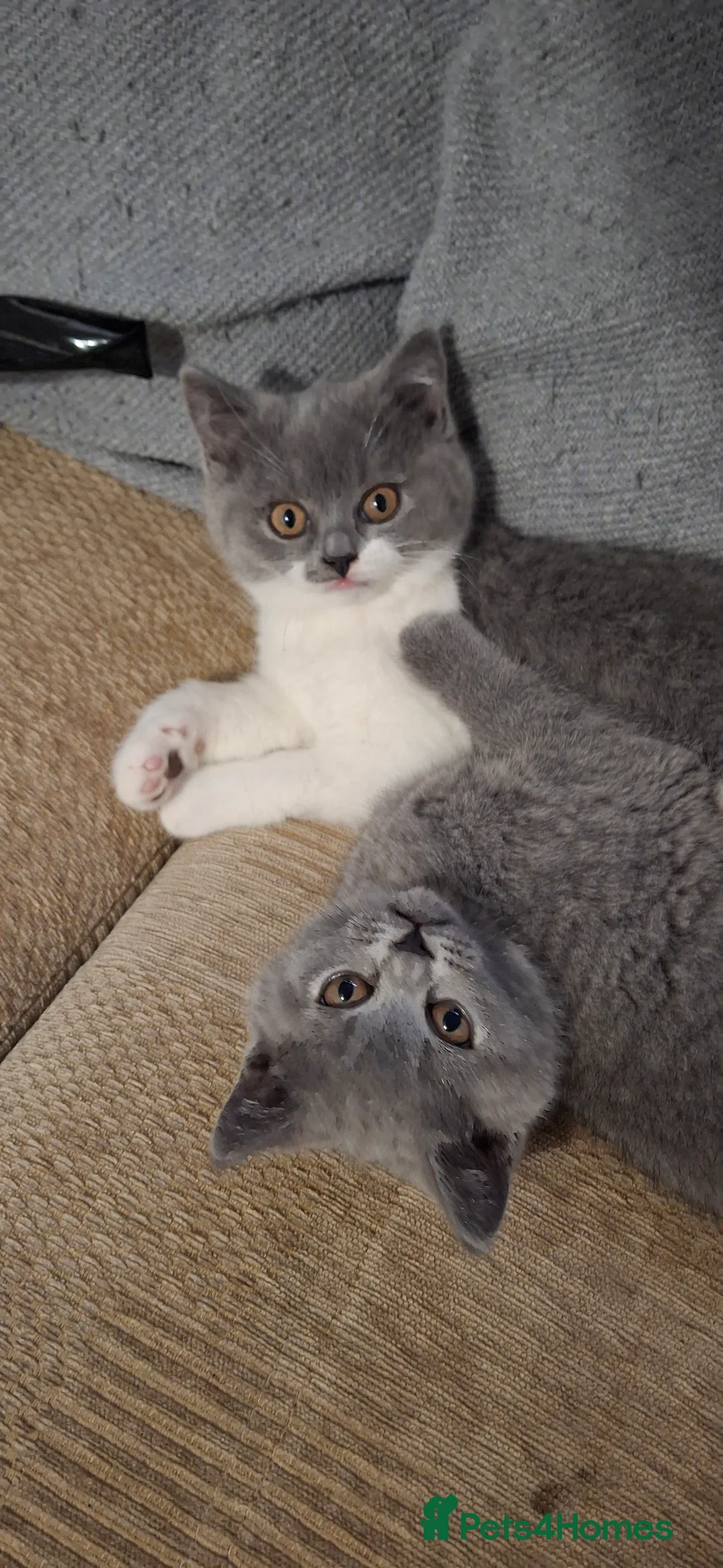 British Shorthair cats for sale: Female british shorthair kittens - Advert 4