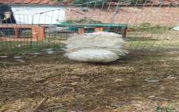 Chickens poultry for sale: 10 x Roosters *FREE*POLISH,serama,pekin *FREE* in Spilsby - Image 8