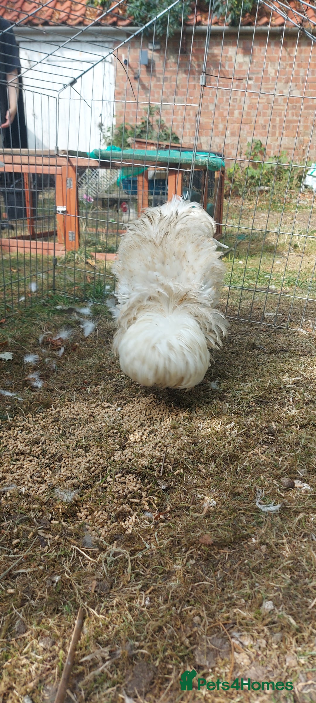 Chickens poultry for sale: 10 x Roosters *FREE*POLISH,serama,pekin *FREE* in Spilsby - Image 8