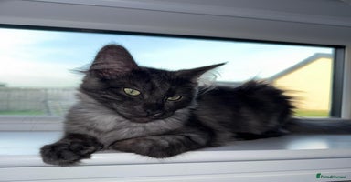 Maine Coon cats - Advert 11