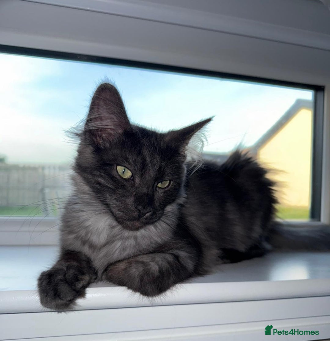 Maine Coon cats for sale: Maincoon Boy 9 Months Old  - Image 2