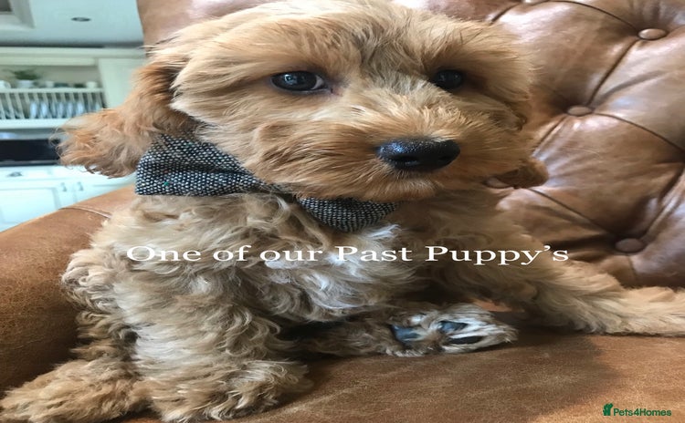 Cockapoo dogs - Advert 3
