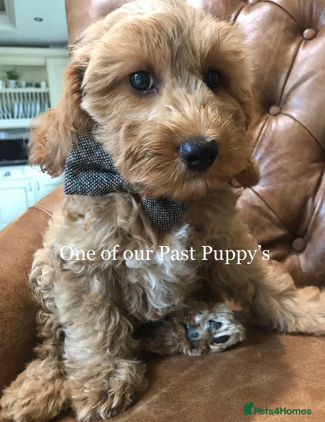 Cockapoo dogs for sale: F1 Cockapoo’s DNA Health Tested Parents - Image 11