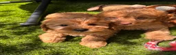 Cavapoo dogs for sale: Beautiful F1 Cavapoo Puppies  - Advert 10