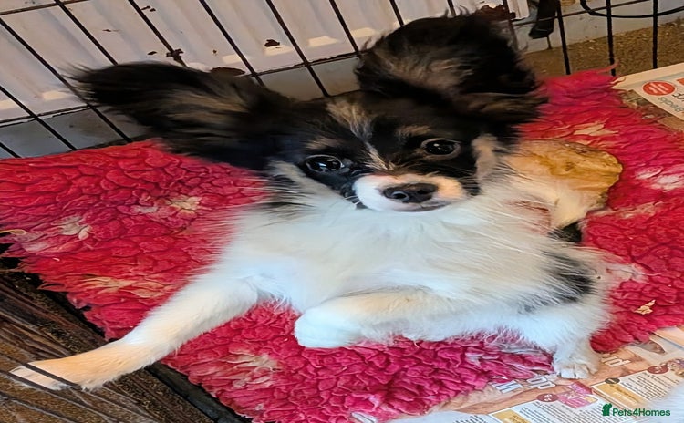 Papillon dogs Tricolour Papillon Baby - Advert 11