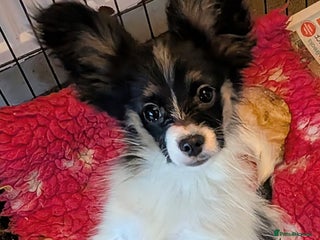 Papillon dogs Tricolour Papillon Baby - Advert 16