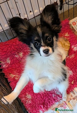 Papillon dogs Tricolour Papillon Baby - Advert 1