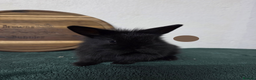 Mini Lion Lop rabbits for sale: Lion-Lop kits - Advert 2