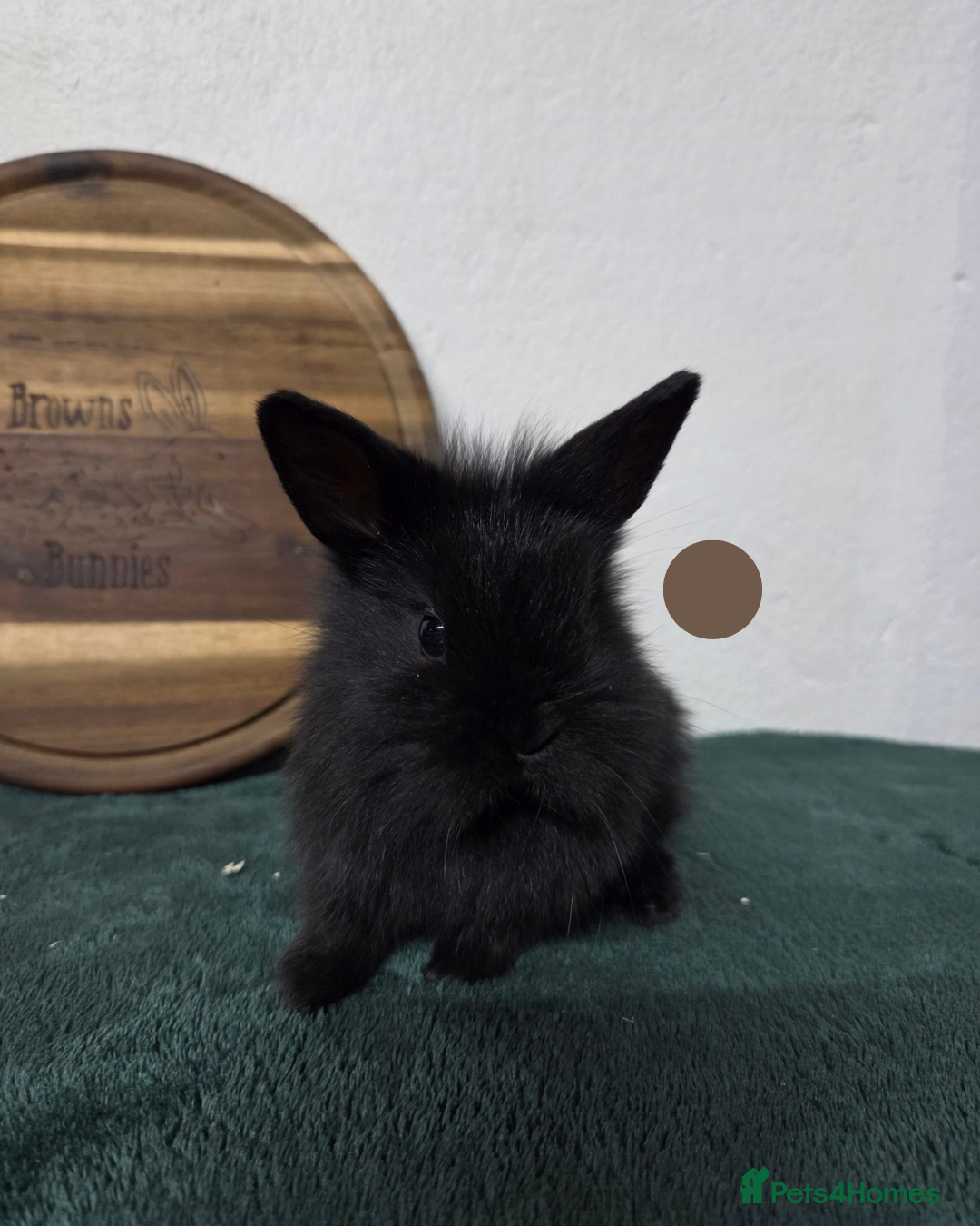 Mini Lion Lop rabbits for sale: Lion-Lop kits - Advert 2