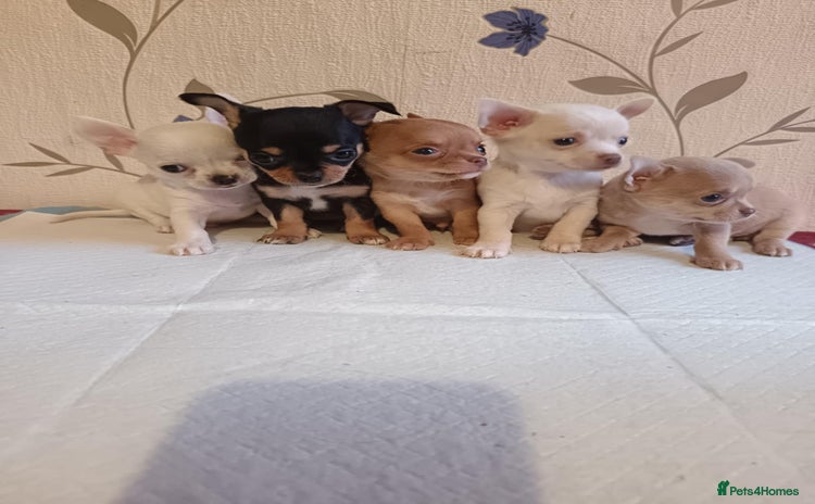 Chihuahua dogs - Advert 4
