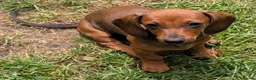 Dachshund dogs for sale: Gorgeous sausage dog puppies  - Advert 6