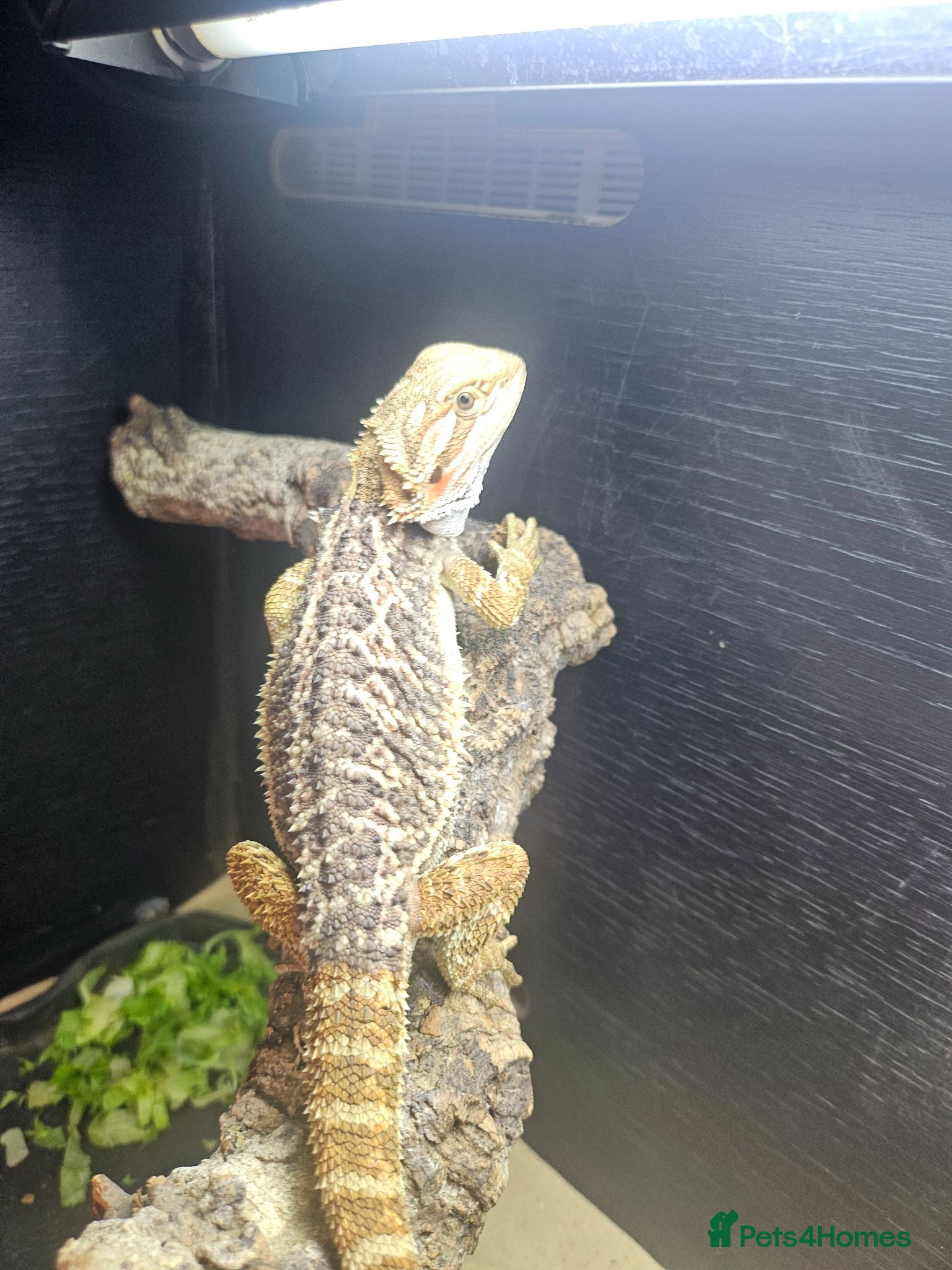 Bearded Dragon reptiles Shop bred baby bearded dragons  - Advert 21