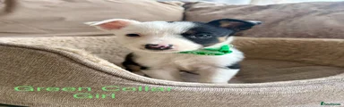 Border Collie Puppy 6 Green collar