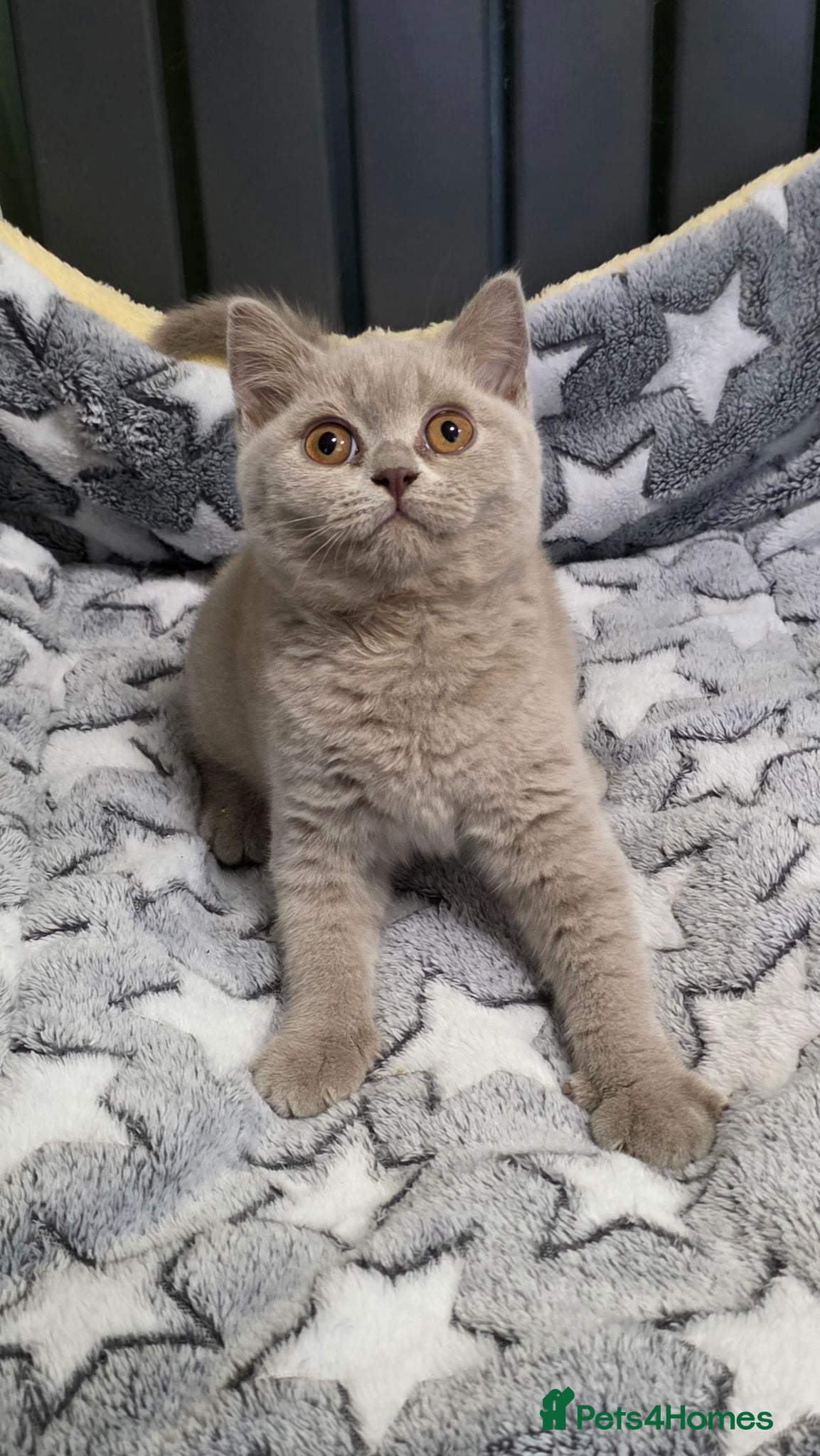 British Shorthair cats GCCF registered beautiful kittens  - Advert 1