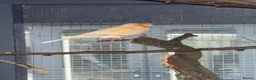 Mixed Breed birds for sale: Birds - conures and canaries  - Advert 6