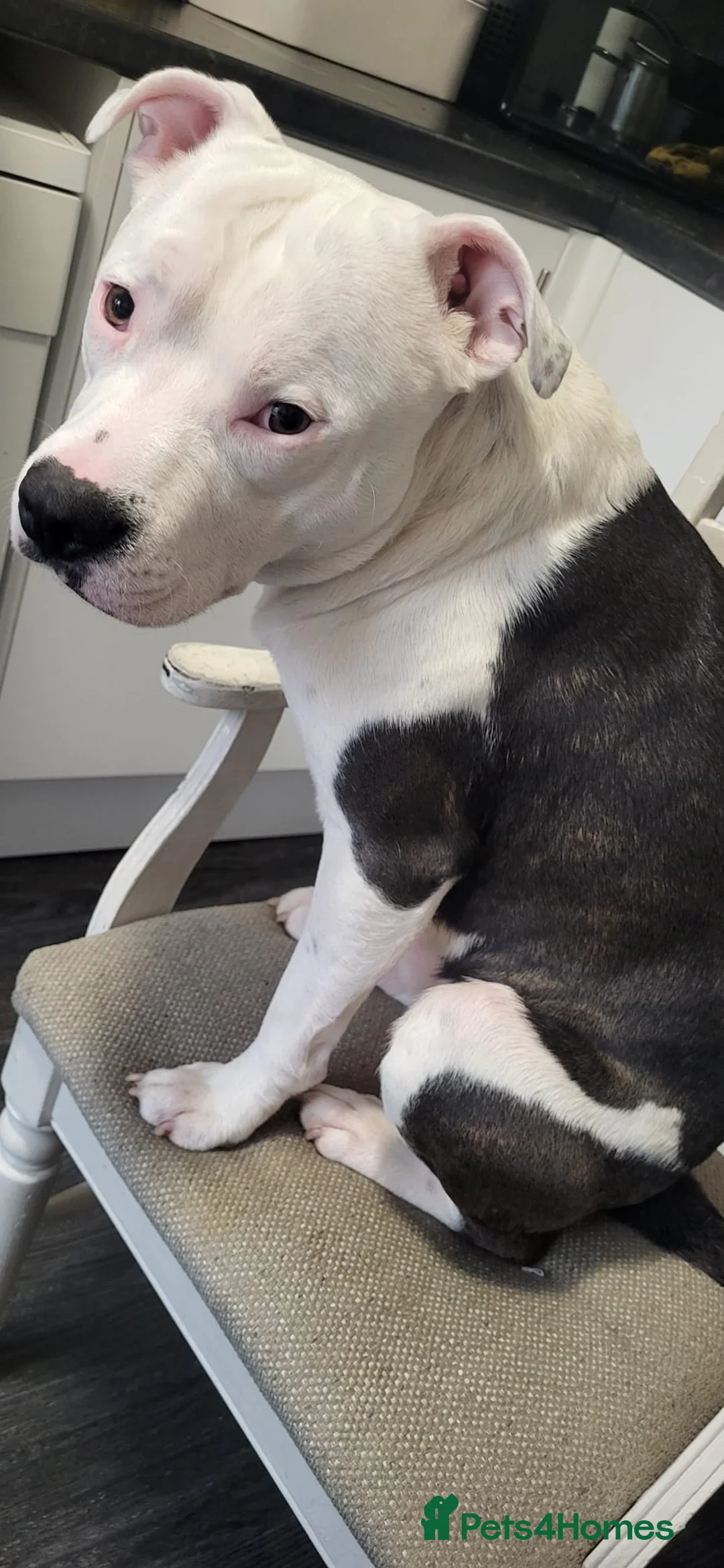 Staffordshire Bull Terrier dogs for stud: Staffordshire bull terrier  - Advert 5