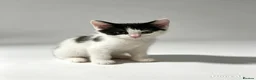 Mixed Breed cats for sale: 9 beautiful kittens left out of a litter of 18  - Advert 7