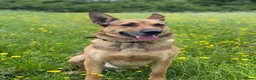 Belgian Shepherd Dog dogs for stud: 🐾 Kairo – Available for Stud 🐾 - Advert 7