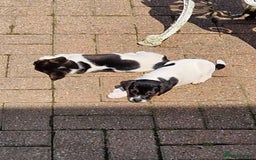Jack Russell dogs for sale: Traditional Jack Russell pup - Image 3