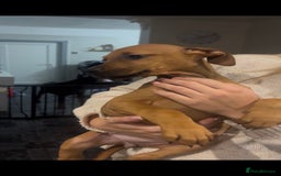 Mixed Breed dogs for sale: Puppy’s available  - Advert 23