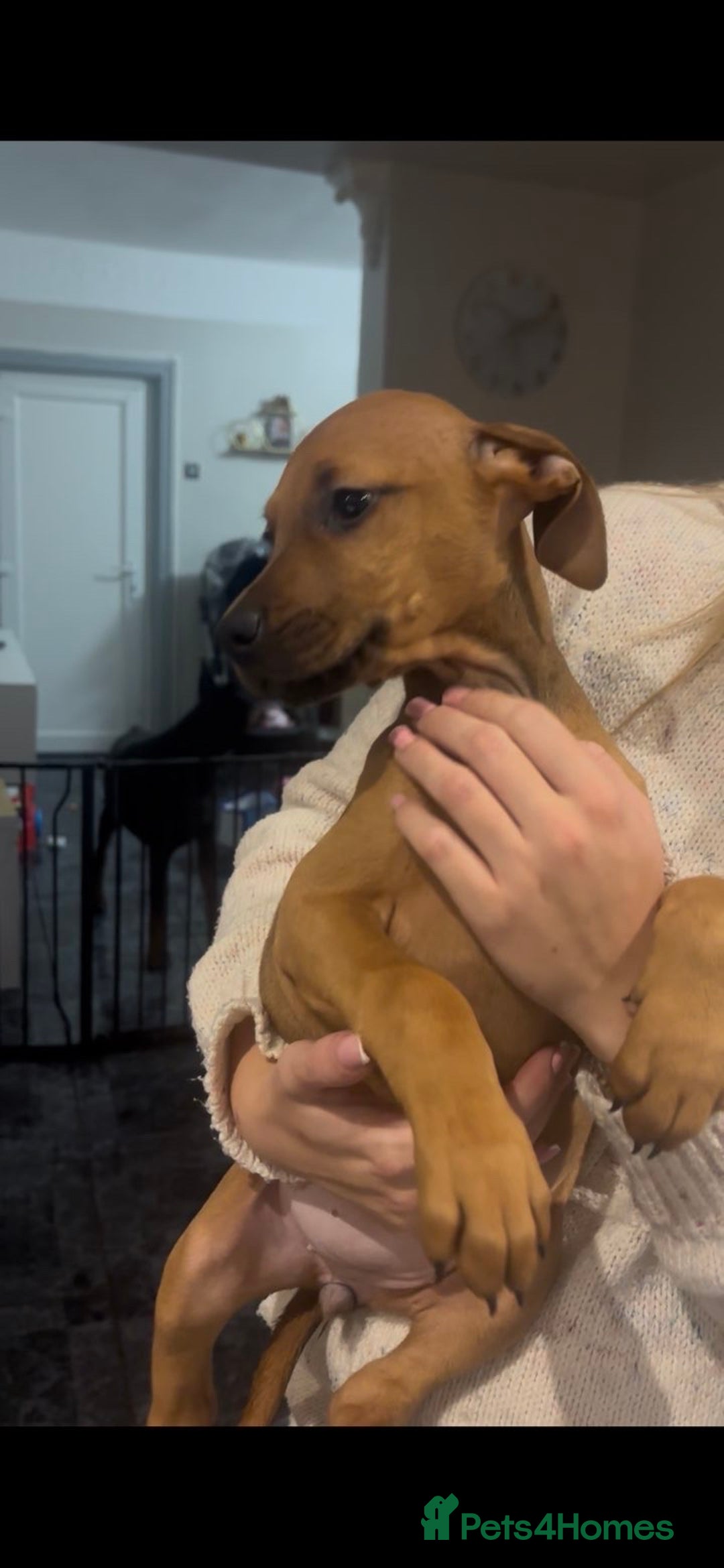 Mixed Breed dogs for sale: Puppy’s available  - Advert 23