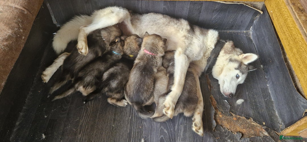 Shepsky dogs for sale: Shepsky puppies (blue + bi eyed) - Image 8