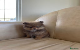 Pomeranian dogs for sale: Pomeranian puppy’s  - Image 5