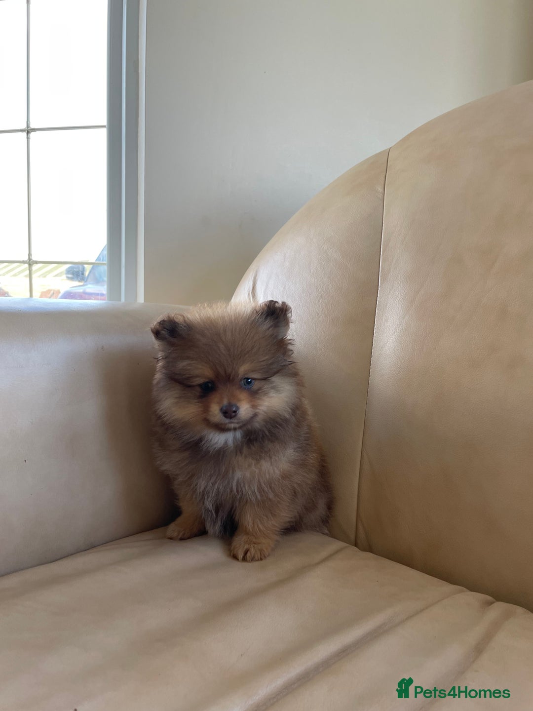 Pomeranian dogs for sale: Pomeranian puppy’s  - Image 5