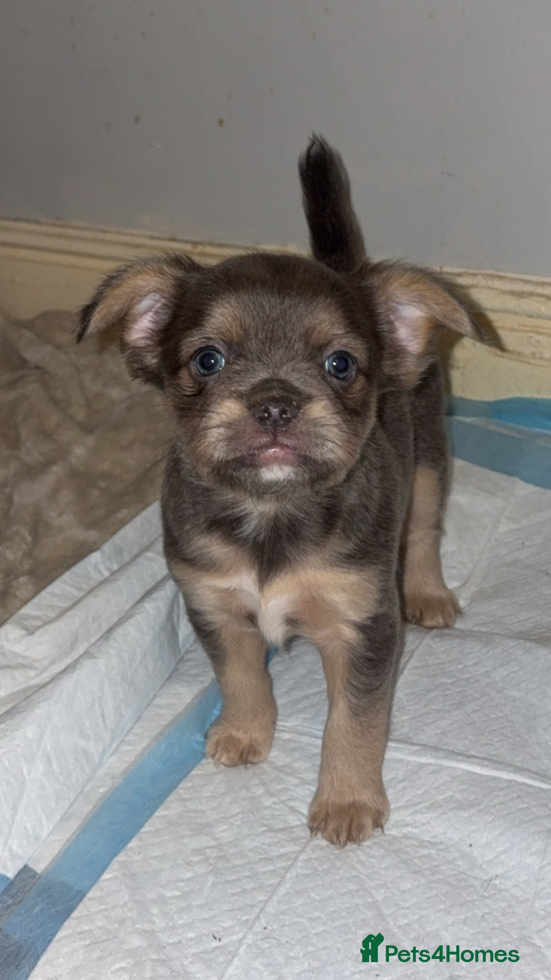 French Bulldog dogs for sale: French bulldog cross puppies  - Advert 3