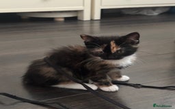 Mixed Breed cats for sale: Mixed breed kittens  - Image 22