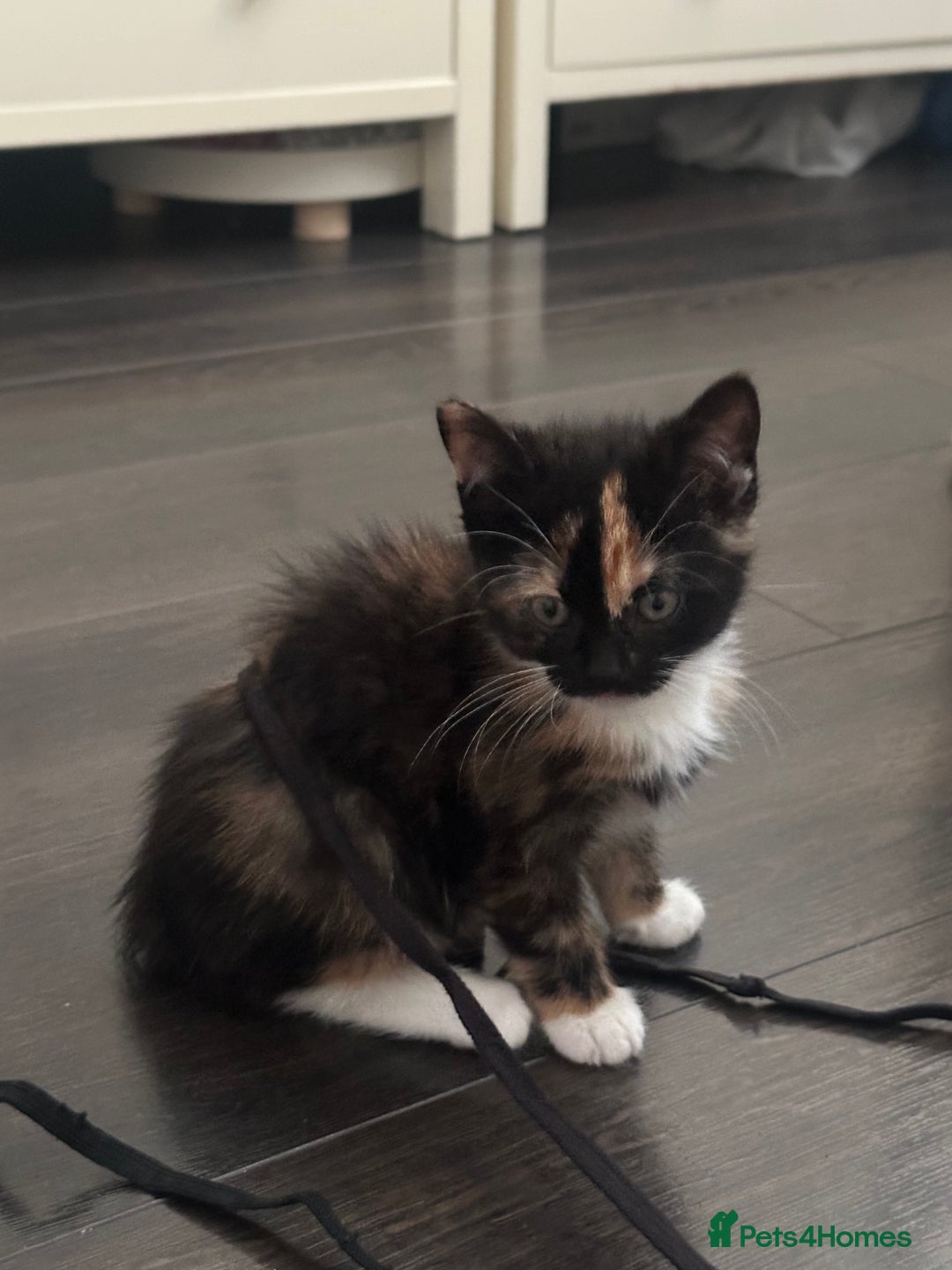 Mixed Breed cats for sale: Mixed breed kittens  - Image 22