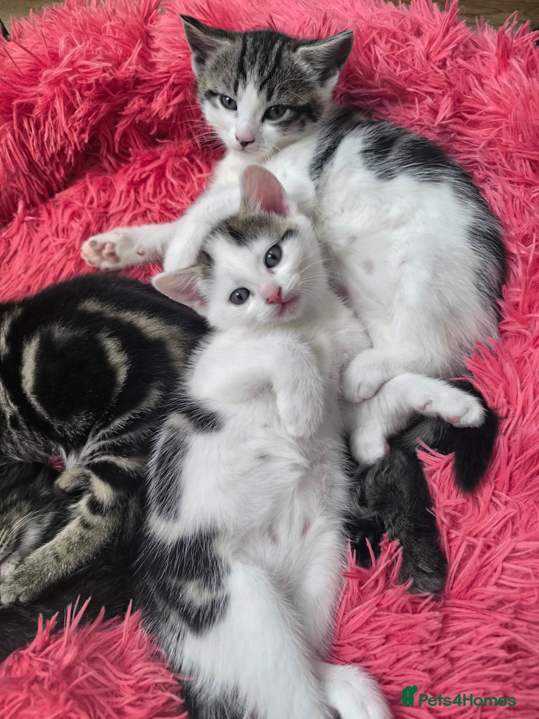 Abyssinian cats for sale: Beautiful kittens ar looking for new kind parents. - Image 1