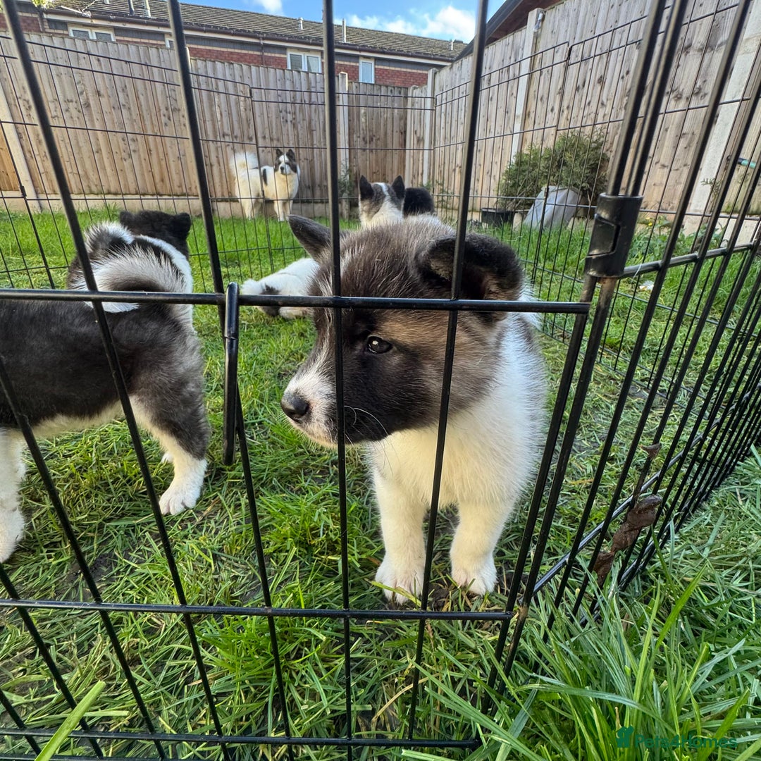 Akita dogs for sale: Quality Family Raised American Akita Puppies - Advert 5