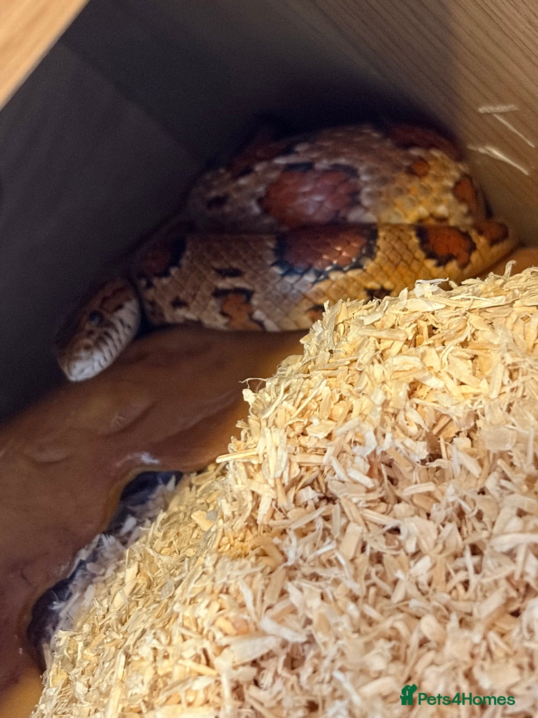 Corn Snake reptiles for sale: Roughly 2 Year Old ‘Female’ Corn Snake & Set Up - Advert 4