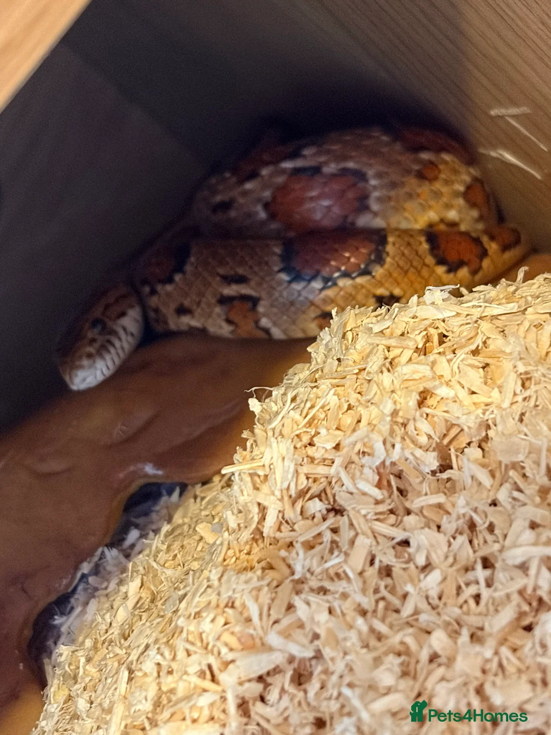 Corn Snake reptiles for sale: Roughly 2 Year Old ‘Female’ Corn Snake & Set Up - Advert 4