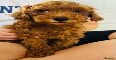 Toy Poodle dogs - Advert 13