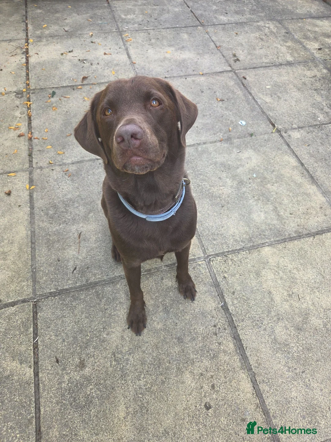 Labrador Retriever dogs for sale: Male labrador for sale - Advert 1